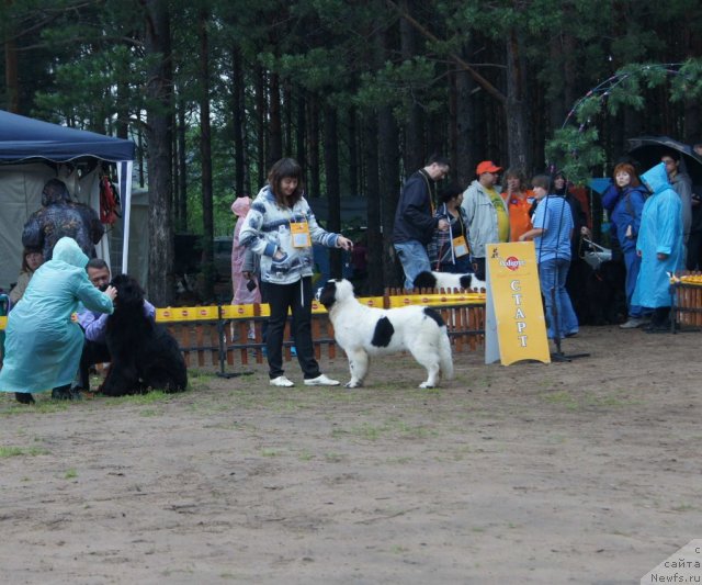 Фото: ньюфаундленд Сент Джонс Царевна Лебедь (Sent Djons Carevna Lebed)