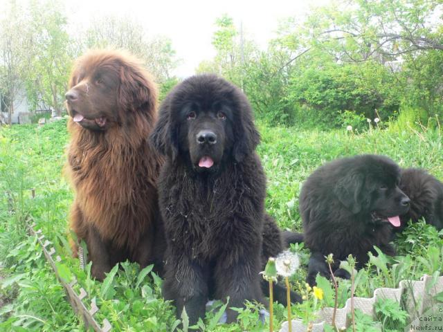 Фото: ньюфаундленд Веридан Звездный Путь, ньюфаундленд Аркадия Виват Арбона