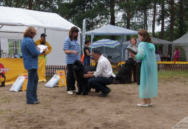 Фото: ньюфаундленд Сент Джонс Ульрика (Sent Djons Ulrika)