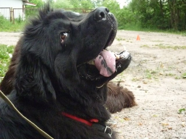 Фото: ньюфаундленд Фанньюф Улетная Девчонка (Funnewf Uletnaya Devchenka)