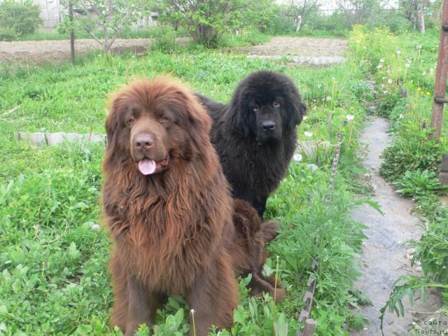 Фото: ньюфаундленд Аркадия Виват Арбона, ньюфаундленд Веридан Звездный Путь