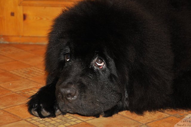 Фото: ньюфаундленд Сказочная Кроха Нериан
