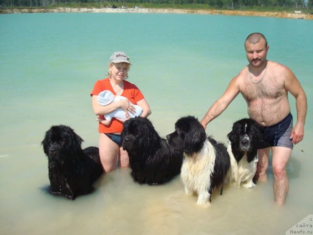 Фото: ньюфаундленд Маг Исполин Лира Любви, ньюфаундленд Маг Исполин Лоэнгрин, ньюфаундленд Threeponds Right Way, ньюфаундленд Маг Исполин Инфанта (Mag Ispolin Infanta), Елена Горбунова