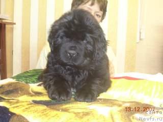 Фото: ньюфаундленд Жемчужная Фантазия из Медвежьего Яра (Zhemchuzhnaya Fantazia iz Medvejyego Yara)