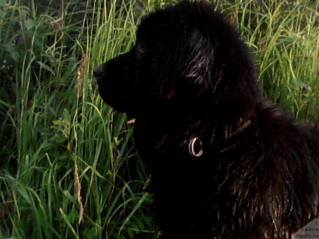 Фото: ньюфаундленд Ласковый Мишка