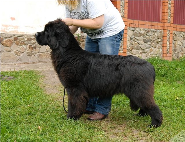 Фото: ньюфаундленд Славянка с Берега Дона (Slavjanka s Berega Dona)