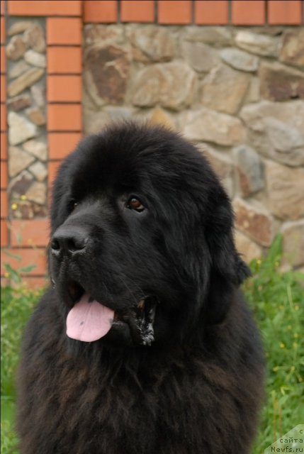 Фото: ньюфаундленд Сент Джонс Убертино (Sent Djons Ubertino)