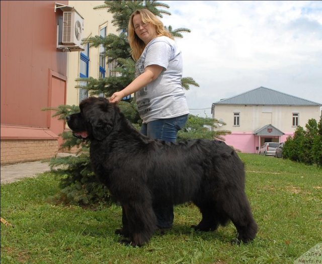 Фото: ньюфаундленд Сент Джонс Романсе оф Лав (Sent Djons Romance of Love)