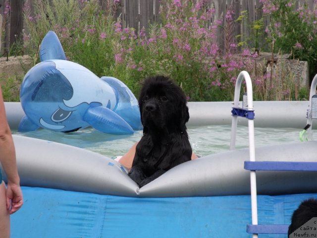 Фото: ньюфаундленд Гранд Бэби Ариадна