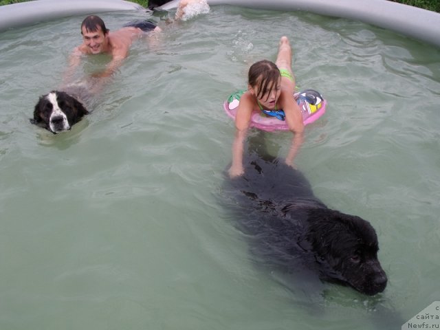 Фото: ньюфаундленд Топтыжка Сияние от Айсберга, Московская Сторожевая Ева, муж и дочка