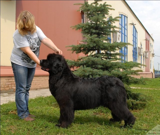 Фото: ньюфаундленд Сент Джонс Романсе оф Лав (Sent Djons Romance of Love)
