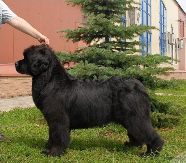 Фото: ньюфаундленд Сент Джонс Романсе оф Лав (Sent Djons Romance of Love)