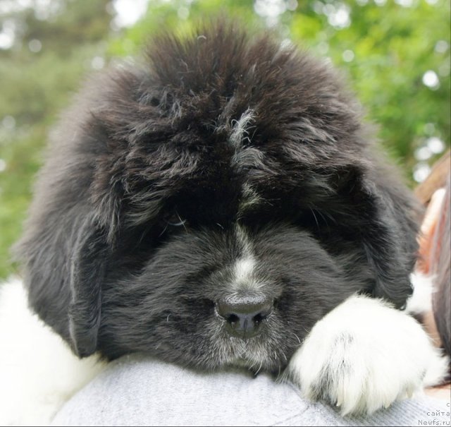 Фото: ньюфаундленд Питерньюф И Дид Ит Агаин (Piternyuf I Did It Again)