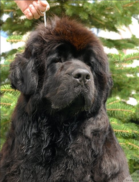 Фото: ньюфаундленд Сент Джонс Романсе оф Лав (Sent Djons Romance of Love)