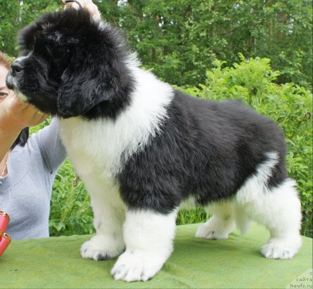 Фото: ньюфаундленд Питерньюф И Дид Ит Агаин (Piternyuf I Did It Again)