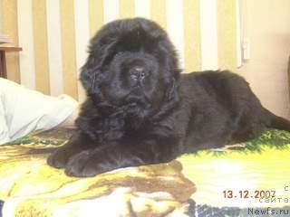 Фото: ньюфаундленд Жемчужная Фантазия из Медвежьего Яра (Zhemchuzhnaya Fantazia iz Medvejyego Yara)