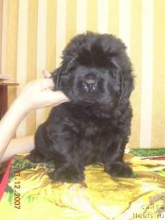 Фото: ньюфаундленд Жолли Вандерфулл из Медвежьего Яра (Zholli Wonderfull iz Medvejyego Yara)