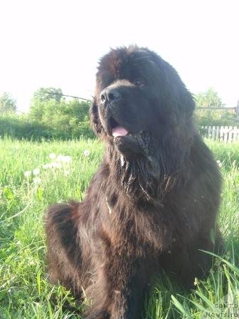 Фото: ньюфаундленд Супер Премиум Деми Мур