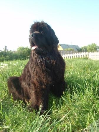 Фото: ньюфаундленд Супер Премиум Деми Мур