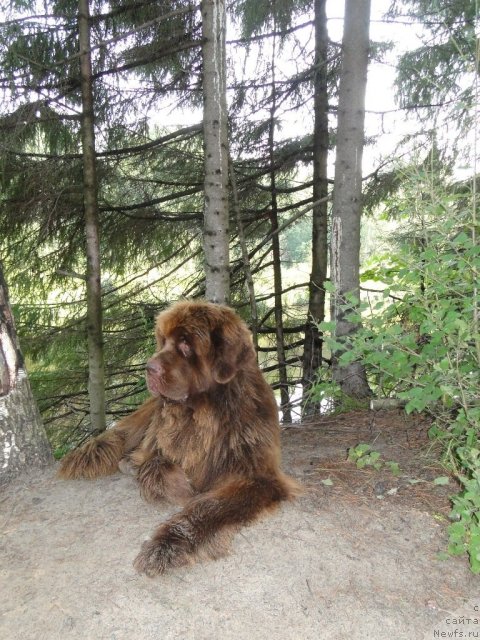 Фото: ньюфаундленд Бархатка Роскошная