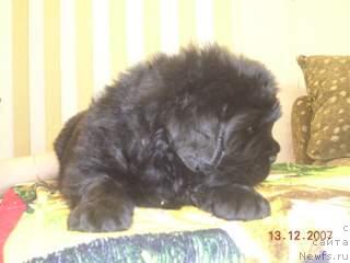 Фото: ньюфаундленд Жемчужная Фантазия из Медвежьего Яра (Zhemchuzhnaya Fantazia iz Medvejyego Yara)