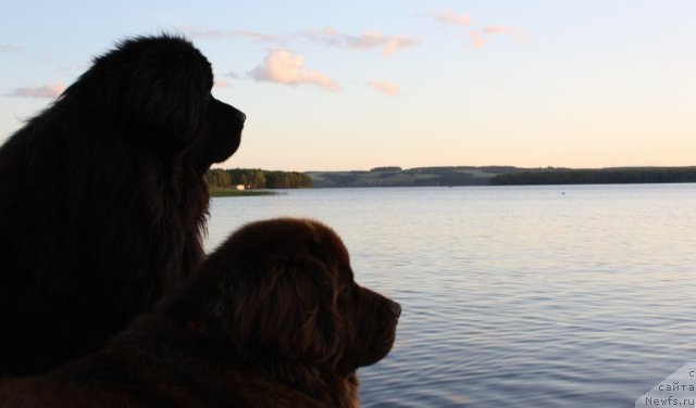 Фото: ньюфаундленд Чанси из Золотого Треугольника, ньюфаундленд Черный Шарм Ангельская Красота (Chernyi Sharm Angel'skaya Krasota)