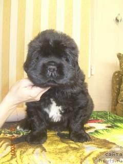 Фото: ньюфаундленд Жакрисс  Властелин из Медвежьего Яра