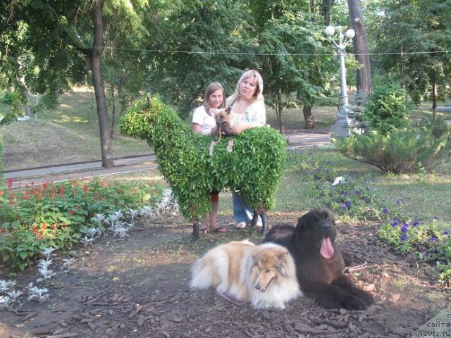 Фото: ньюфаундленд Акватория Келвин Оушен Дрим