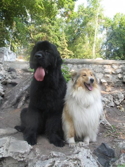 Фото: ньюфаундленд Акватория Келвин Оушен Дрим