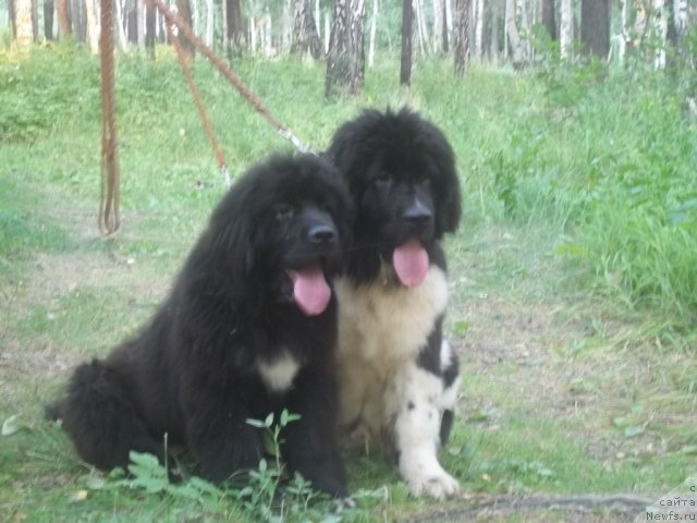 Фото: ньюфаундленд Жэрминаль Луи Филиппа, ньюфаундленд Жан Конкистадор