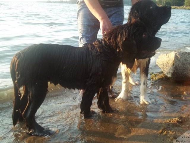 Фото: ньюфаундленд Жэрминаль Луи Филиппа, ньюфаундленд Жан Конкистадор
