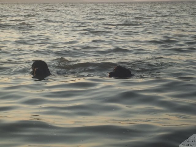 Фото: ньюфаундленд Жан Конкистадор, ньюфаундленд Жэрминаль Луи Филиппа