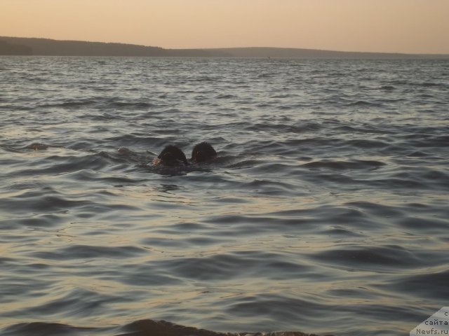 Фото: ньюфаундленд Жан Конкистадор, ньюфаундленд Жэрминаль Луи Филиппа