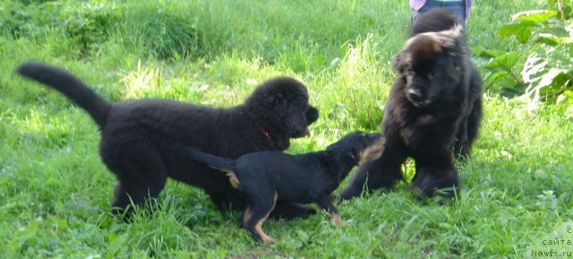 Фото: ньюфаундленд Бегущая по Волнам Дансинг Квин (Beguschaya po Volnam Dancing Queen), ньюфаундленд Bjornebandens Nancy Wilson