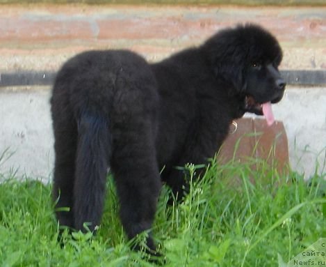 Фото: ньюфаундленд Бегущая по Волнам Дансинг Квин (Beguschaya po Volnam Dancing Queen)