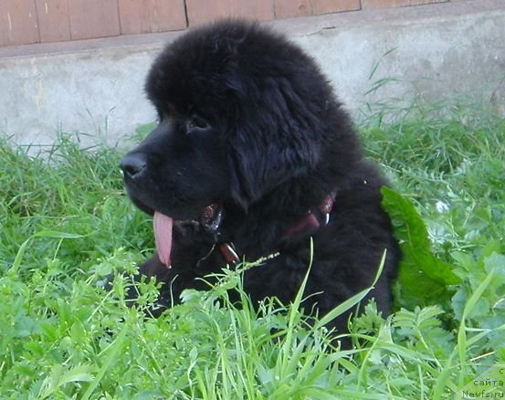 Фото: ньюфаундленд Бегущая по Волнам Дансинг Квин (Beguschaya po Volnam Dancing Queen)