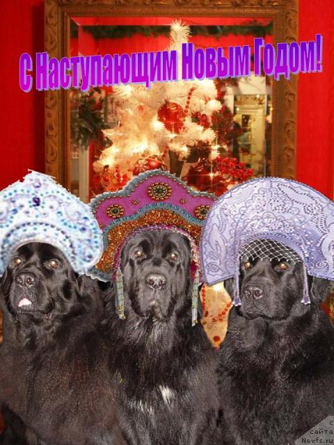 Фотография № 7370