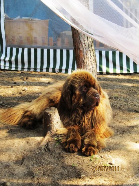 Фото: ньюфаундленд Командор из Медвежьего Яра