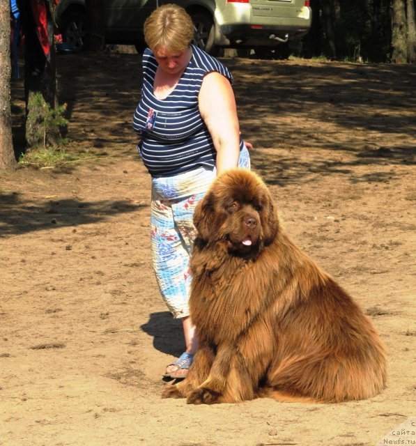 Фото: ньюфаундленд Командор из Медвежьего Яра