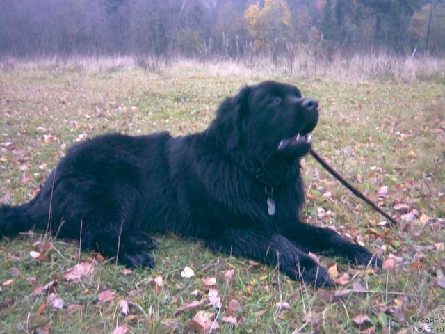 Фото: ньюфаундленд Имир