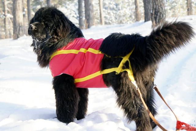 Фото: ньюфаундленд Юган с Тоянова Городка (Ygan s Toyanova Gorodka)