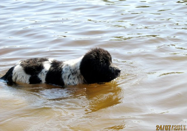 Фото: ньюфаундленд Супер Бизон Екатеринбург (Super Bizon Ekaterinburg)