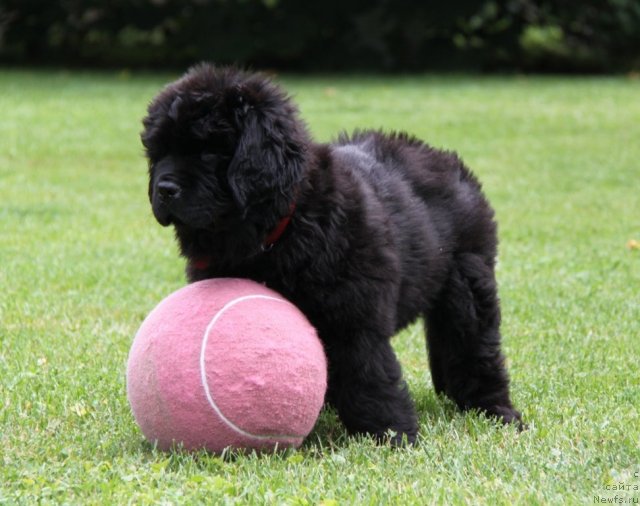Фото: ньюфаундленд С'Нежная Вьюга Амороне Сартори (S'Nezhnaya Vjuga Amorone Sartori)