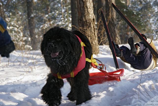 Фото: ньюфаундленд Юган с Тоянова Городка (Ygan s Toyanova Gorodka)