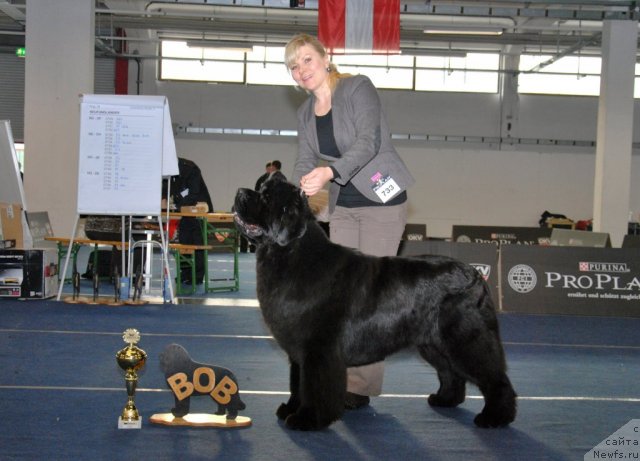 Фото: ньюфаундленд King of Helluland Feel The Win