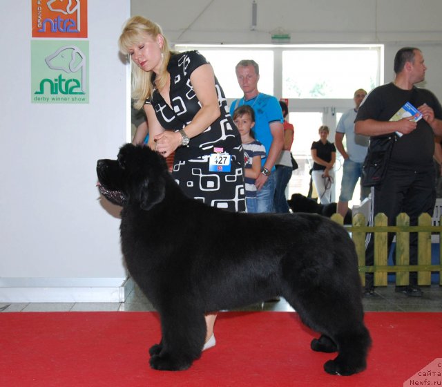 Фото: ньюфаундленд King of Helluland Feel The Win