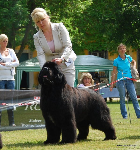 Фото: ньюфаундленд King of Helluland Feel The Win