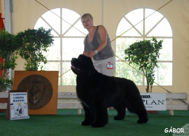 Фото: ньюфаундленд King of Helluland Feel The Win