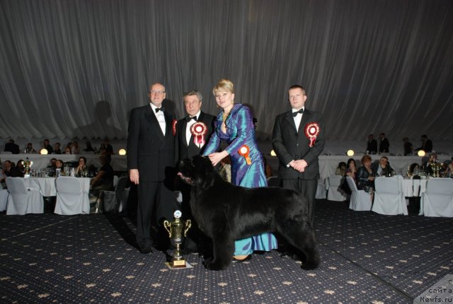 Фото: ньюфаундленд King of Helluland Feel The Win