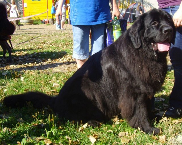 Фото: ньюфаундленд Фанньюф Эариэль Дочь Моря